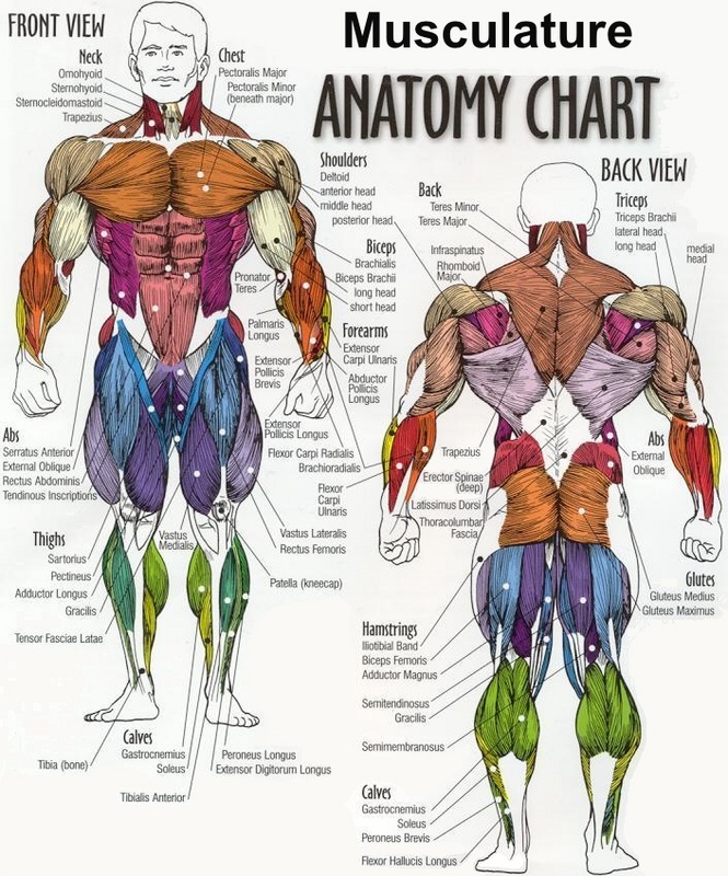 Musculature ANATOMY CHART
