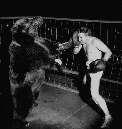Bear vs. Man Boxing Match