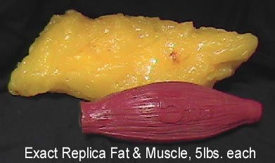 Exact Replica Fat & Muscle, 5 lbs. each