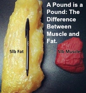 one pound of fat vs muscle